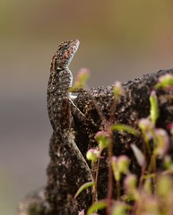 Psammophilus dorsalis