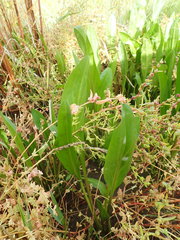 Tripolium pannonicum