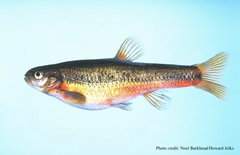 Flame Chub photo 5