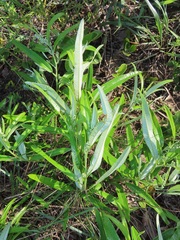 Ozoroa