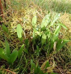 Tripolium pannonicum