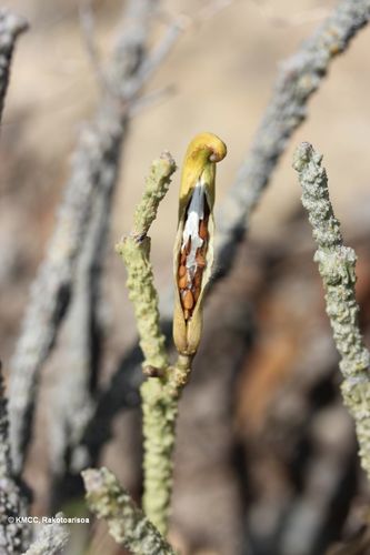 Cynanchum macrolobum image