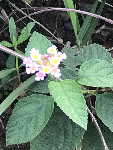 common lantana