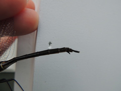 Somatochlora tenebrosa