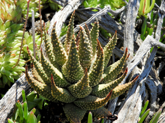 Tulista pumila