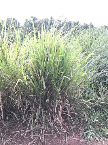 panicgrasses
