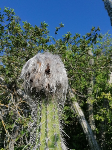 Pilosocereus collinsii
