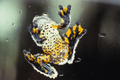 Dendropsophus marmoratus