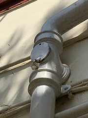 Protogoniomorpha anacardii nebulosa