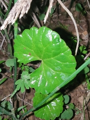 Centella asiatica