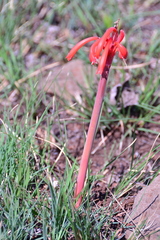 Cyrtanthus tuckii