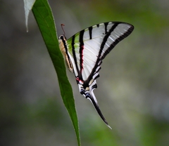 Protesilaus protesilaus