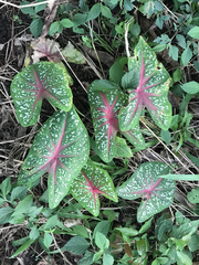 Caladium bicolor