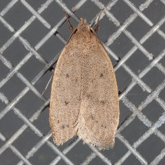 Inga obscuromaculella