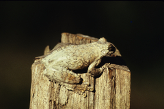 Dendropsophus marmoratus