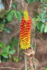 Amorphophallus