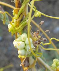 Cuscuta approximata