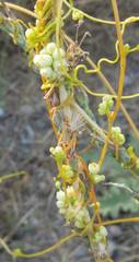 Cuscuta approximata