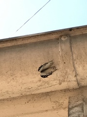 Protogoniomorpha anacardii nebulosa