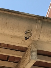 Protogoniomorpha anacardii nebulosa