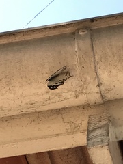 Protogoniomorpha anacardii nebulosa