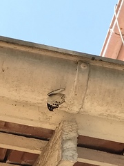 Protogoniomorpha anacardii nebulosa