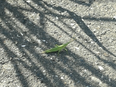 Atractomorpha lata