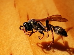 Mischocyttarus pallidipectus