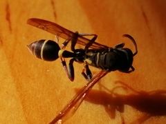 Mischocyttarus pallidipectus