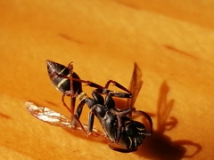 Mischocyttarus pallidipectus