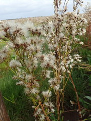 Tripolium pannonicum