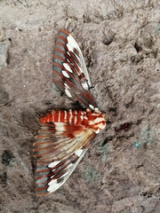 Citheronia splendens