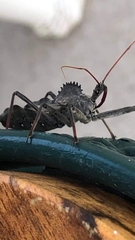 Arilus cristatus