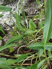 Tripolium pannonicum