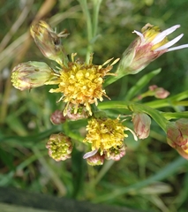 Tripolium pannonicum