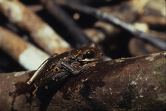 Osteocephalus taurinus