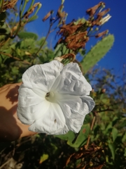 Ipomoea suaveolens