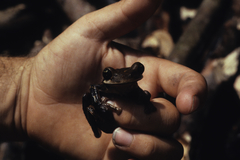 Osteocephalus taurinus