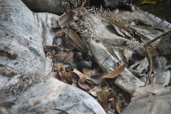 Gastropoda