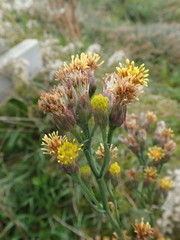 Tripolium pannonicum