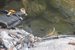 Gastropoda