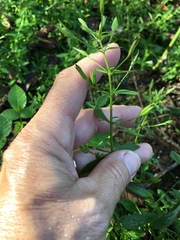 Mecardonia acuminata