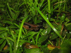 Xiphiola cyanoptera