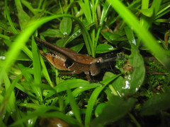 Xiphiola cyanoptera