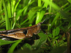 Xiphiola cyanoptera