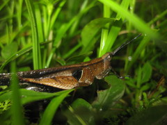 Xiphiola cyanoptera