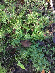 Mecardonia acuminata