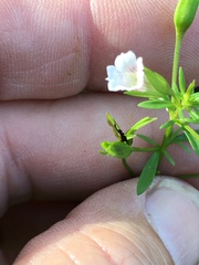 Mecardonia acuminata