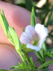 Mecardonia acuminata