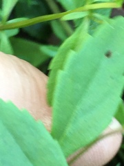 Mecardonia acuminata